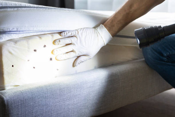 Best Insect Control  in Novi, MI
